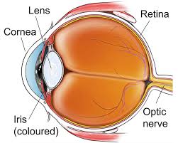 Image result for Cornea