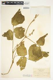 Image result for Neorautanenia mitis