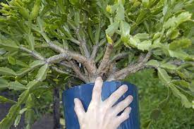 Most of the time, the best season to repot or transplant houseplant is during spring. Gardenatoz Cut Back Big Christmas Cactus Garden A To Z