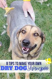 8 Tips To Make Your Own Dry Dog Shampoo Dry Dog Shampoo Dog Shampoo Natural Dog Care