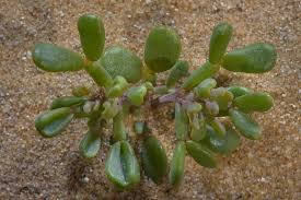 Green Seedling Of Desert Plant Zygophyllum Qatarense In Area Of Jebel Al Nakhsh In South Western Qatar February 7 2014 Plants Desert Plants Cactus Plants