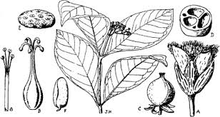 Image result for Psorospermum baumii