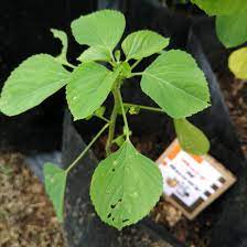 Ia sejenis herba semusim dengan ketinggian antara 0. Pokok Galak Kucing Untuk Kucing Mary Snowy