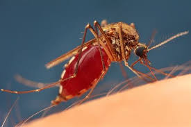 Príčinou tejto choroby je prvok plasmodium (plazmodium). On Line Portal Deniku Metro