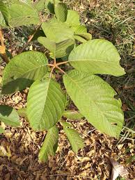 Image result for Vitex fischeri