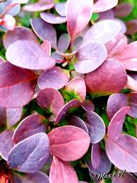 Image result for Barleria oxyphylla