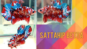 Betta breeding hatching day 1. Aquabid Com Archived Auction Fwbettashmp1567367432 Koi Galaxy Candy Hmpk Male By Sattahip Betta Ended Sun Sep 1 14 50 32 2019