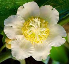 Kiwi Blossom Beautiful Flowers Pictures Beautiful Flowers Pretty Flowers