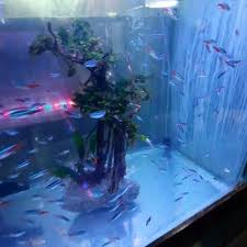 Dan manfaatnya tidak hanya dirasakan oleh penghuni rumah, tetapi juga para tamu yang datang berkunjung ke rumah tersebut. Aquarium Tropical Fish Dekorasi Sukabumi Home Facebook