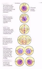 Meiosis review worksheet answer key form. Mitosis Picture Labeling 1 Diagram Quizlet