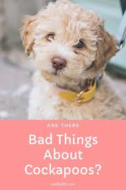 Check spelling or type a new query. Are There Bad Things About Cockapoos Cockapoo Temperament Guide