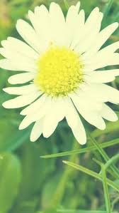 Aesthetic Daisy Flower Macro Iphone 5s Wallpaper Download Iphone Wallpapers Ipad Wallpapers Ipad Air Wallpaper Flower Background Iphone Iphone 5s Wallpaper