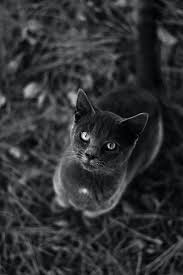 Target.com has been visited by 1m+ users in the past month 10 000 Best Black And White Cat Photos 100 Free Download Pexels Stock Photos