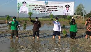 Lembaga padi dan beras negara act 1994 act 523. Daerah Pemasok Beras Bojonegoro Percepat Tanam Padi