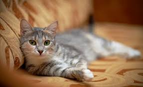 Apartmanda Kedi Ve Kopek Beslemek Yasak Mi Emlak Gundemi Emlak Bilgi Ve Haber Merkezi