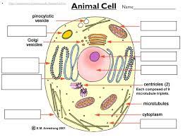 We did not find results for: Cell Organelles Review No Organelles In Prokaryotic Cells Both Plants And Animals Are Eukaryotic Cells Ppt Download