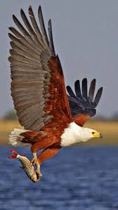 Pin By Dharmendra Rajput On Beautiful Birds Birds Of Prey Beautiful Birds Bald Eagle