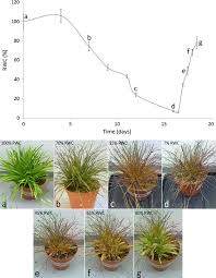 Image result for Xerophyta