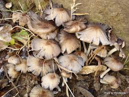 Image result for Coprinus micaceus