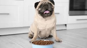 Pugs are a very small breed, but they we love that this recipe offers the highest fiber content, such as peas and carrots, for pugs that need a highly fibrous diet for his irregular digestive tract. Best Dog Foods For Pugs Puppies Adults Seniors