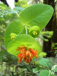 Image result for Lonicera confusa