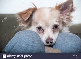 Breed them together, and the result is the papillon chihuahua mix, also known as the chion. Papillon Mix Stockfotos Und Bilder Kaufen Alamy