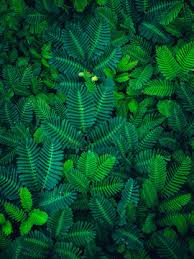 Image result for Aeschynomene fluitans