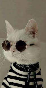 Enjoy our curated selection of 187 keqing (genshin impact) wallpapers and backgrounds. Foto Kucing Lucu Wallpaper Foto Kucing Lucu Cute Cat Wallpaper Cute Animal Photos Cat Background