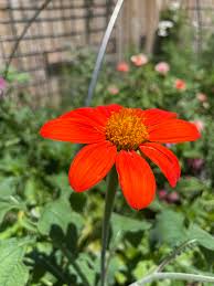 Image result for Tithonia rotundifolia