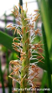 Image result for Eleocharis naumanniana