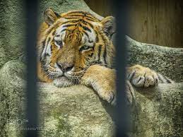 Tiger In Cage Bird Cage Art Tiger Cage