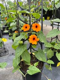 Image result for Thunbergianthus