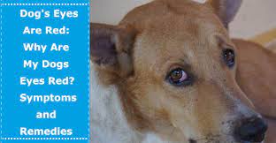 Your dog's red eye could simply be an irritation to a foreign object, like dirt, dust, or grass, that has gotten into his eye. Dog S Eyes Are Red Why Are My Dogs Eyes Red Symptoms And Remedies Petxu