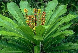 Image result for Ochnaceae