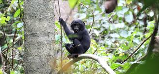 Stream tracks and playlists from bonobo on your desktop or mobile device. Bonobo Zoo Berlin