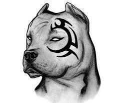 Black And White Pitbull Tattoos Pin On Tattoo Ideas