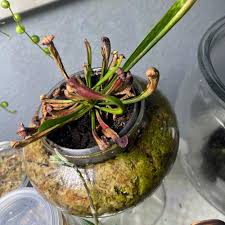 Sarracenia 'Julia Slack' Plant Care: Water, Light, Nutrients