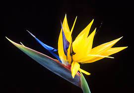 Bird Of Paradise Flower Definition And Synonyms Of Bird Of Paradise Flower In The English Dictionary