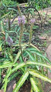 Image result for Uraria picta