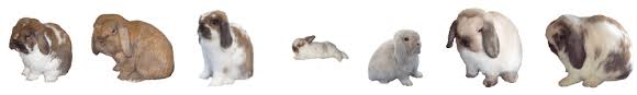 Holland Lop Rabbit Color Chart 2019