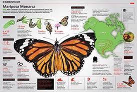 Animales Infografias Infografia De Animales Informacion De Animales Animales En Peligro De Extincion