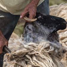 What do you need to know about shearling sheepskin? What Is Sustainable Fashion And Why Is It So Important