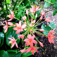 Image result for Scadoxus pole-evansii