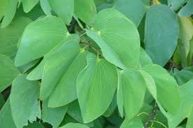 Image result for Bauhinia monandra