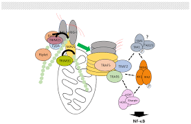 Together, these data suggest that while mavs signaling has a considerable impact on treg identity. Biomedicines Free Full Text The Many Roles Of Ubiquitin In Nf Kb Signaling Html