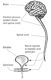 A dopaminergic nucleus , known as group a10 cells 7 is located close to the midline on the floor of the midbrain. A Brain Spinal Cord And Bladder Media Asset Niddk