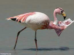 Download the perfect flamingo pictures. Funny Flamingo Pictures Freaking News Flamingo Pictures Flamingo Funny Flamingo