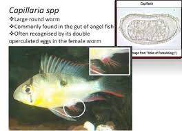 Aquarium Fish Parasites Worms Planaria Nematodes Detritus Anchor Aquarium Native Tropical