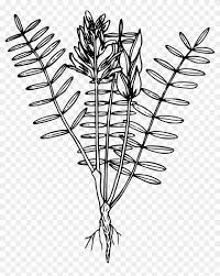 Why are different strains of cannabis different colors? Weed Clipart Wild Plant Weeds Coloring Pages Free Transparent Png Clipart Images Download