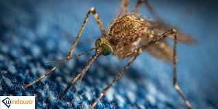 Pipistrelli, uccelli insettivori , libellule, anfibi, pesci, lucertole, gechi, formiche, ragni, ecc…….che purtroppo però. 10 Curiosita Sulle Zanzare A Cosa Servono Windowo